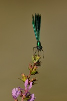 Motylice leskla - Calopteryx splendens - Banded Demoiselle 3617